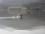 Κορμοράνος σε απογείωση - Cormorant trying to get out of water.